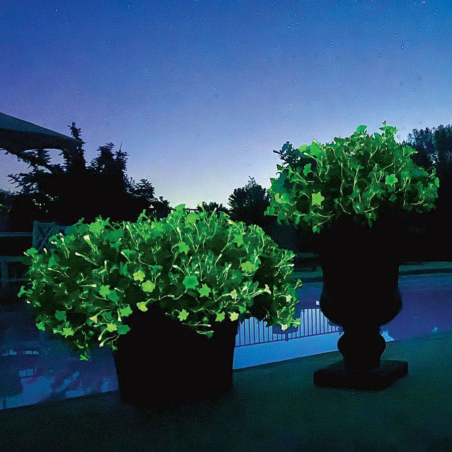 Firefly Petunia