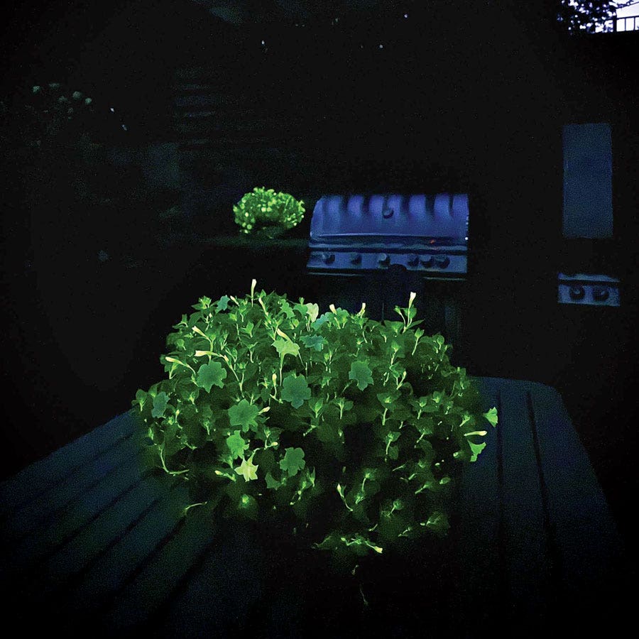 Firefly Petunia