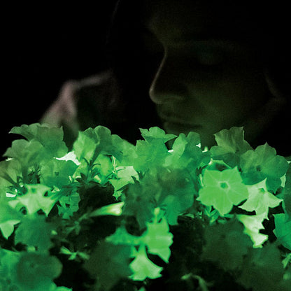 Firefly Petunia