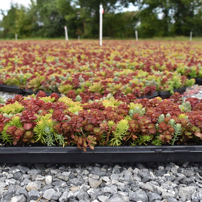 Sedum Tile® Color Splash Stonecrop