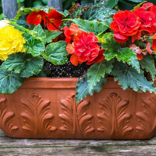 Begonia 'Golden Balcony' Bulbs