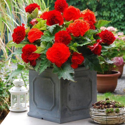 Begonia Fimbriata Red and Orange Blend Bulbs