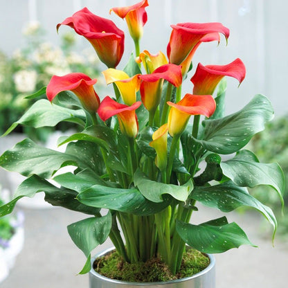 plant calla lily bulbs in pot Zantedeschia 'Captain Fuego' Calla Lily Bulbs