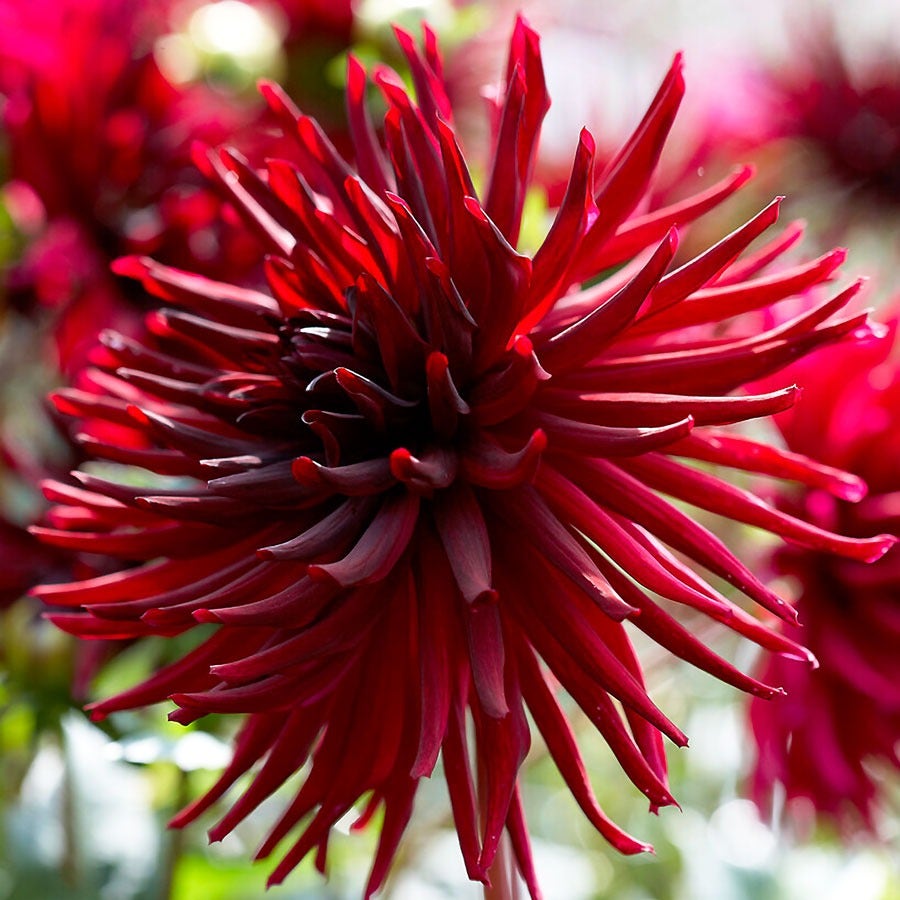 Dahlia 'Black Narcissus' Bulbs