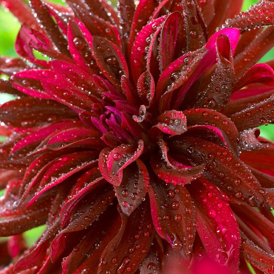 Dahlia 'Black Narcissus' Bulbs