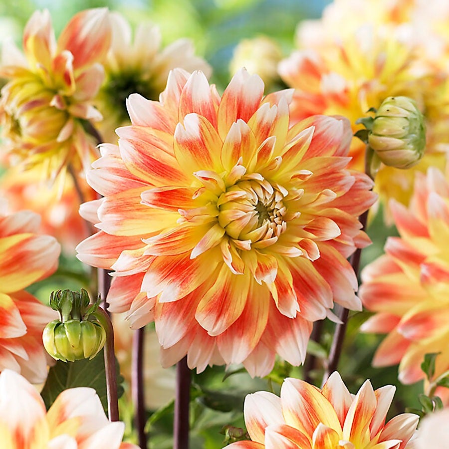 Dahlia 'Peaches and Cream' Bulbs