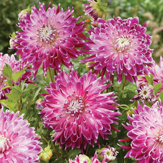 Dahlia Vancouver Blend Bulbs