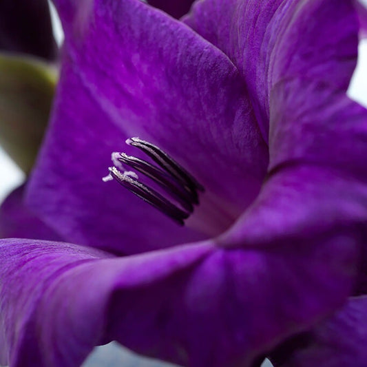 Gladiolus 'Purple Flora' Bulbs