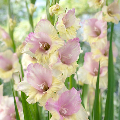 Gladiolus 'Mon Amour' Bulbs