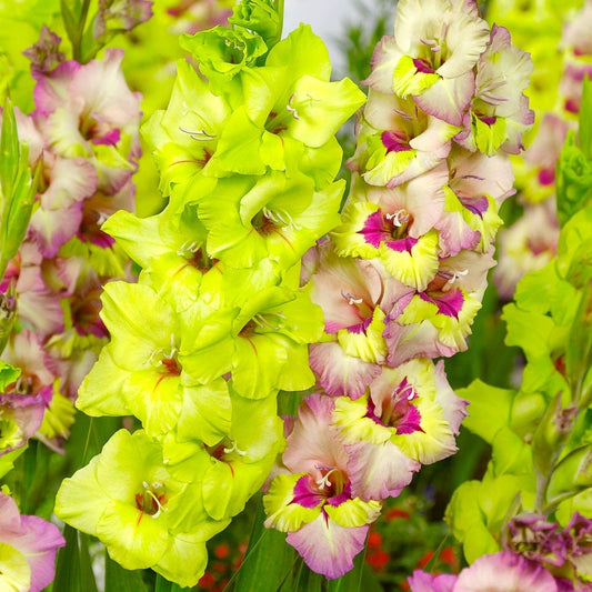 Gladiolus Emerald Snow Blend Bulbs