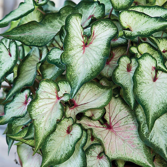 Caladium 'White Wonder' Bulbs