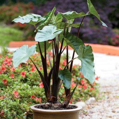 black elephant ear plant bulbs Colocasia 'Fontanesii' Black Stem Elephant Ear Bulb