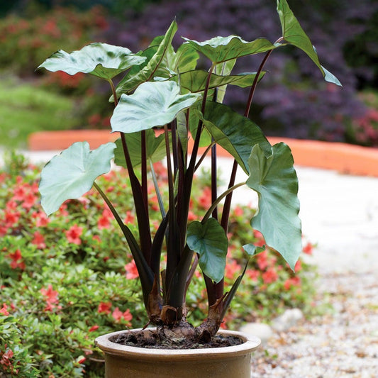 Colocasia 'Fontanesii' Black Stem Elephant Ear Bulb