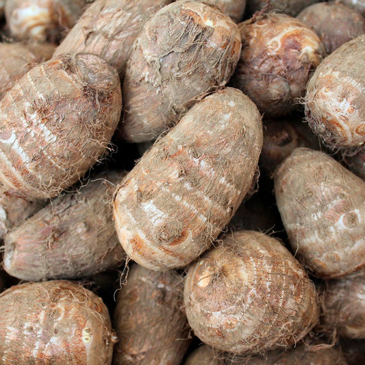 Colocasia Royal Hawaiian® Tropical Storm Elephant Ear Bulb