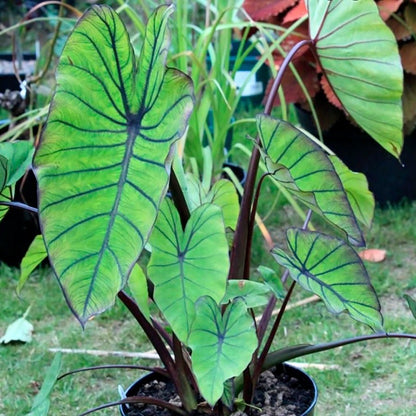 blue hawaiian elephant ear plant care Colocasia Royal Hawaiian® Blue Hawaii Elephant Ear Bulb – Wayside Gardens