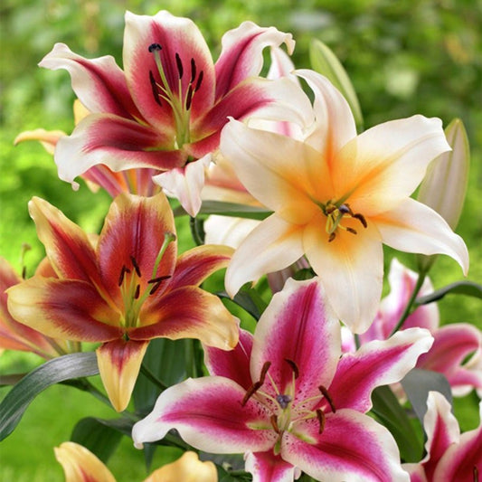 Lilium Tequila Sunrise Blend Oriental Lily Bulbs