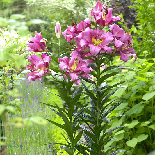 Lilium 'Purple Lady' Tree Lily Bulbs