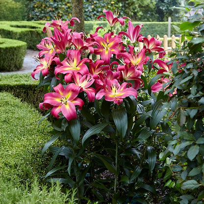 tree flower lily Lilium 'Empoli Tree Lily Bulbs – Wayside Gardens