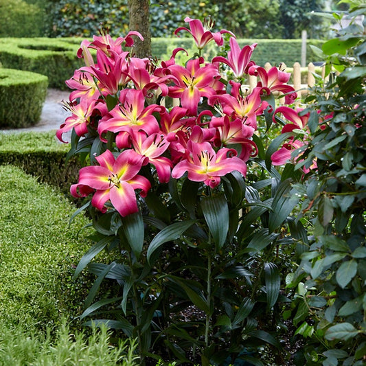 Lilium 'Empoli Tree Lily Bulbs