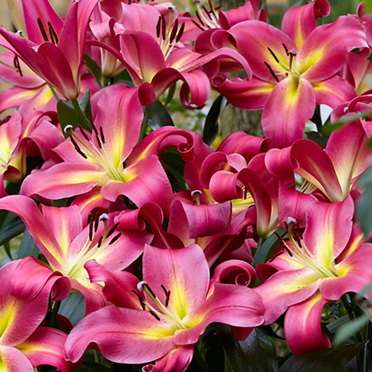 Lilium 'Empoli Tree Lily Bulbs