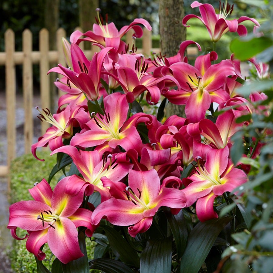 Lilium 'Empoli Tree Lily Bulbs