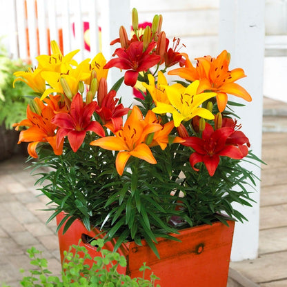 asiatic patio lily buzzer Lilium Sunset Patio Blend Asiatic Lily Bulbs