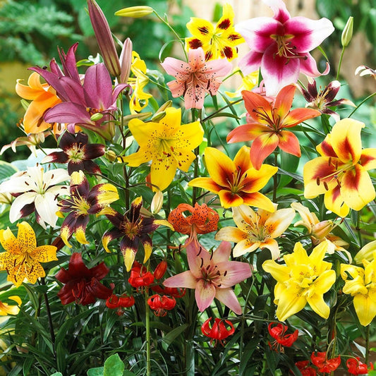 Lilium Non Stop Blooming Blend Asiatic Lily Bulbs