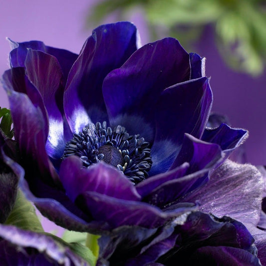 Anemone 'Mr. Fokker' Windflower Bulbs