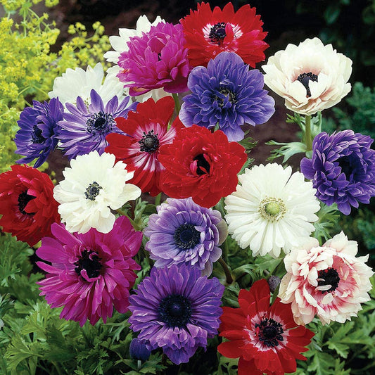 Anemone 'St. Brigid Group' Windflower Bulbs