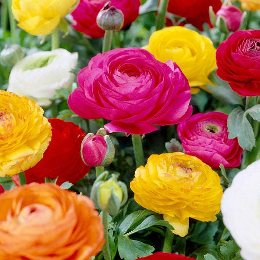 Ranunculus Double Blooming Mix Buttercup Bulbs