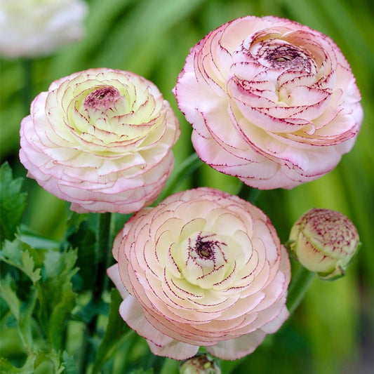Ranunculus Double Picotee Buttercup Bulbs