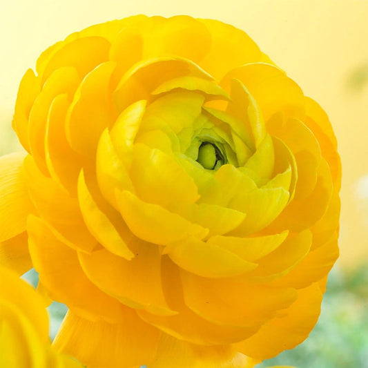 Ranunculus Double Yellow Buttercup Bulbs