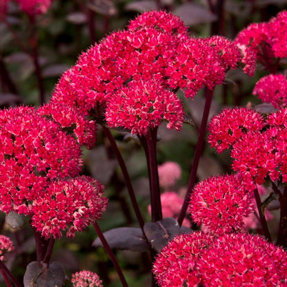 red sedum succulent Sedum 'Red Cauliflower' – Wayside Gardens