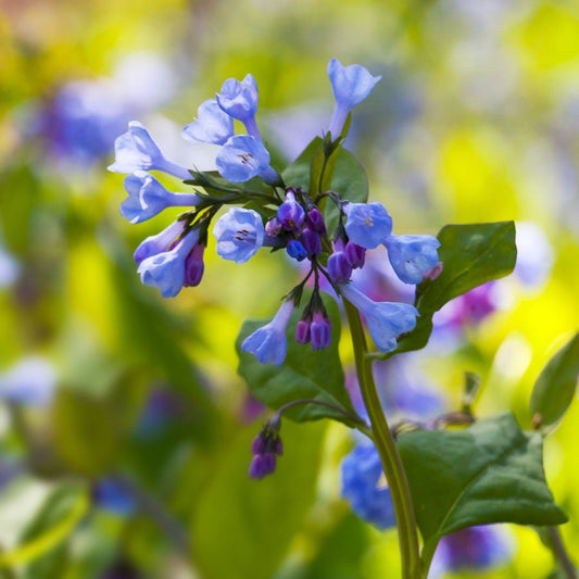 Mertensia Virginia Bluebells