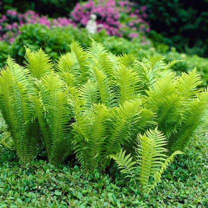Matteuccia Ostrich Fern