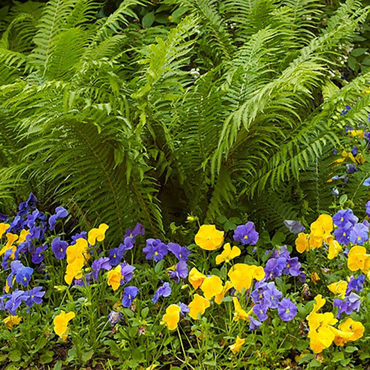 Matteuccia Ostrich Fern