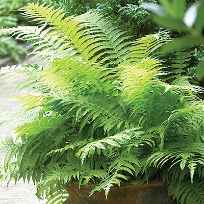 Athyrium Lady Fern