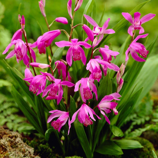 Bletilla Hardy Garden Orchid