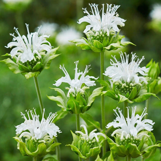 Monarda Ice Out Bee Balm