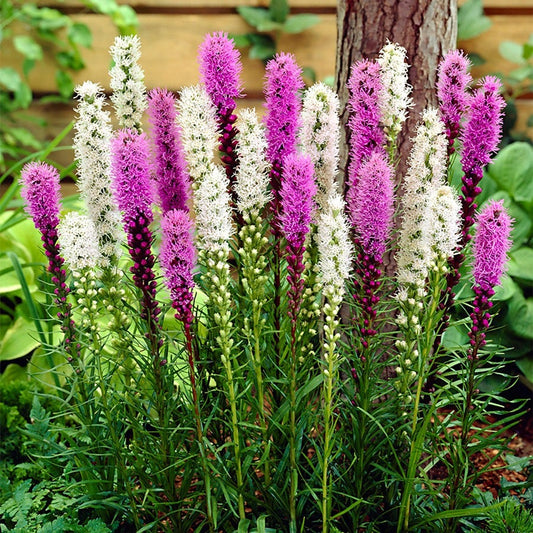 Liatris Mixed Blazing Star Bulbs