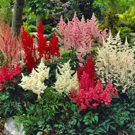 Astilbe Premium Mix False Spirea