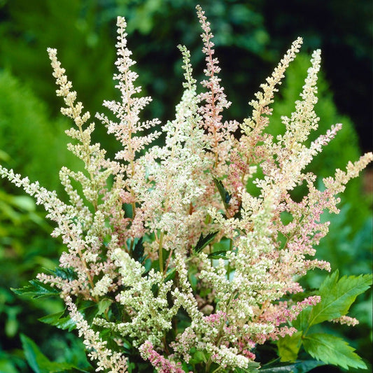 Astilbe 'Peaches and Cream' False Spirea