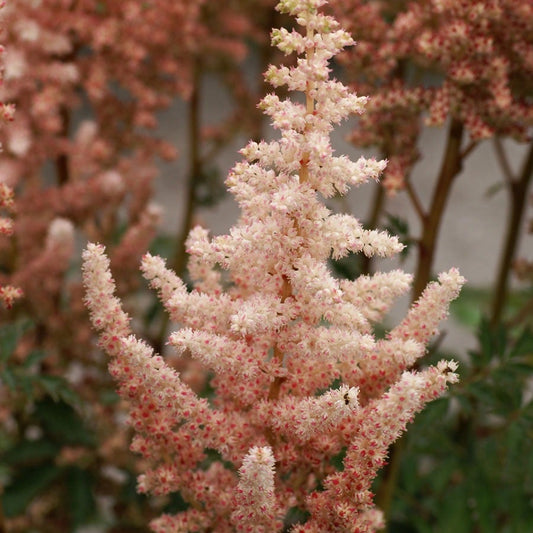 Astilbe 'Sara's Coral' False Spirea