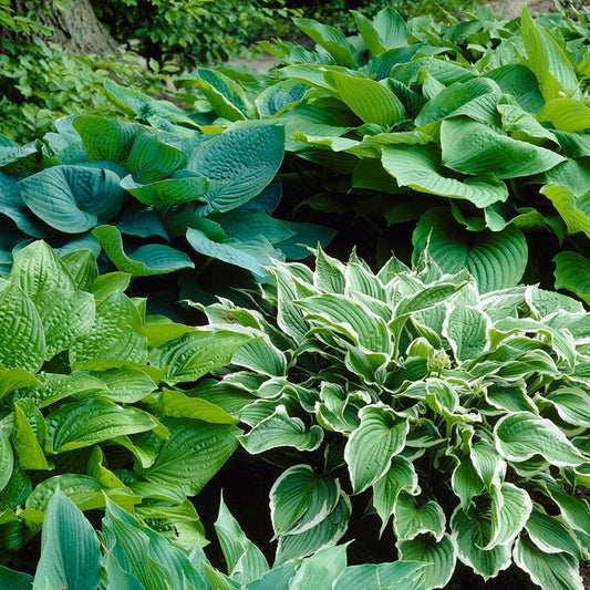 Hosta Premium Blend Plantain Lily