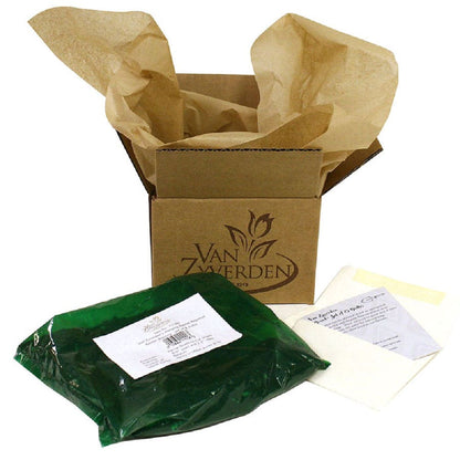 Hosta Premium Blend Plantain Lily