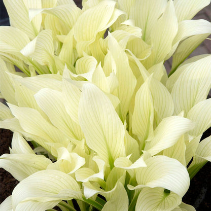 Hosta White Feather Plantain Lily