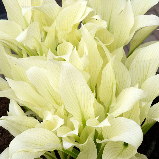 Hosta White Feather Plantain Lily