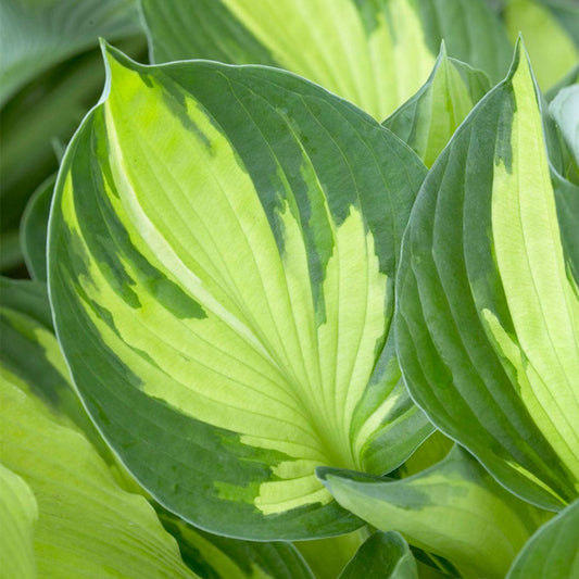 Hosta 'Whirlwind' Plantain Lily