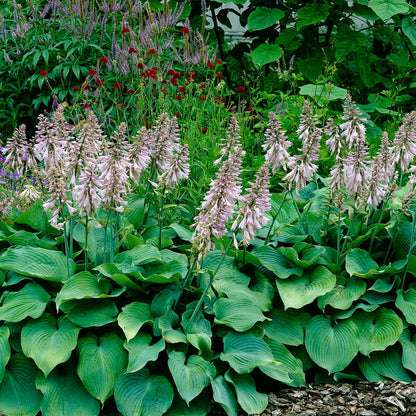 Hosta 'Blue Angel' Plantain Lily