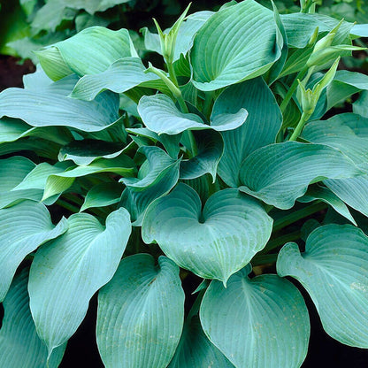 Hosta 'Blue Angel' Plantain Lily